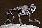 Smilodon Skull