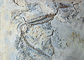 Mesosaurus Fossil