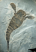 Sea Scorpion Fossil