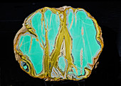 Variscite