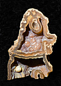 Agatized Fossil Coral