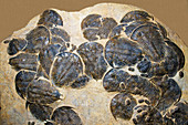 Trilobite Fossils