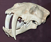 Skull of a Now Extinct Sabertooth Cat