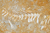 Mosasaur Vertebrae Fossil