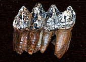 Mastodon Tooth Fossil