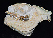 Juvenile Oreodont Skull Fossil