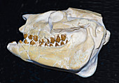 Miniature Oreodont Skull Fossil