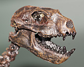 Adapid Fossil Skull