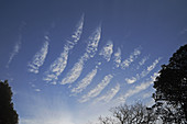 Altocumulus Undulatus Clouds