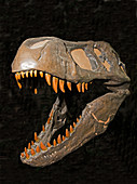Tyrannosaurus Rex Casting