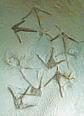 Bird Tracks Fossil