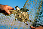 Turtle Caught in Net