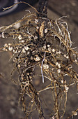 Soybean Root Nodules