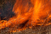 Native Prairie Management Burn
