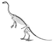 Anchisaurus