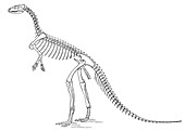 Othnielosaurus AKA Laosaurus consors