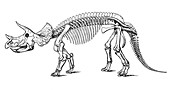 Triceratops prorsus,Cretaceous Dinosaur