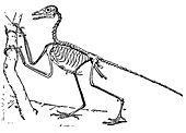 Archaeopteryx,Theropod Dinosaur