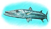 Great Barracuda