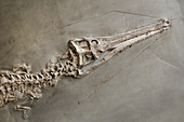 Crocodylomorph fossil