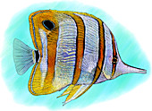 Copperband Butterfly Fish
