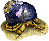 Maroon Hermit Crab