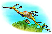 Weedy Sea Dragon