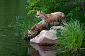 Red foxes at pond edge