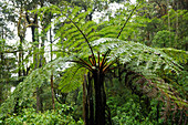 Tree fern in cloudforest
