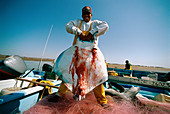 Fisherman holds Manta Ray