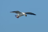 Glaucous-winged Gull with clam