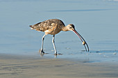 Long-billed Curlew catching crab