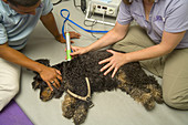 Dog Treated with Therapeutic Laser