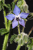 Borage or starflower