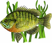 Bluegill