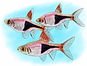 Harlequin fish