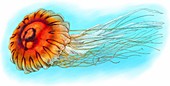 Japanese sea nettle