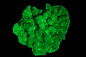 Fluorescent Coral in UV light