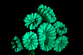 Fluorescent Coral in in UV Light