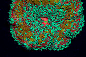 Fluorescent Sea Anemone