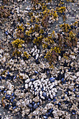 Mussels and Barnacles at Low Tide