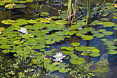 Pond with Lily Pads