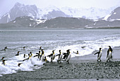 King Penguins come ashore