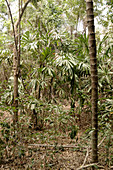 Wild Sugar Palm Forest