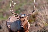 Tule Elk with Scrub Jay