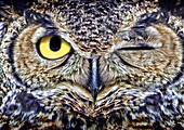 Owl Winking