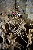 Paleontologists Excavating Mammoth Bones