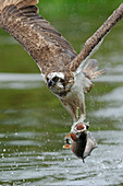 Osprey Catching Trout
