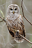 Barred owl with mouse