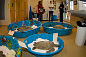 Green Sea Turtle Rescue